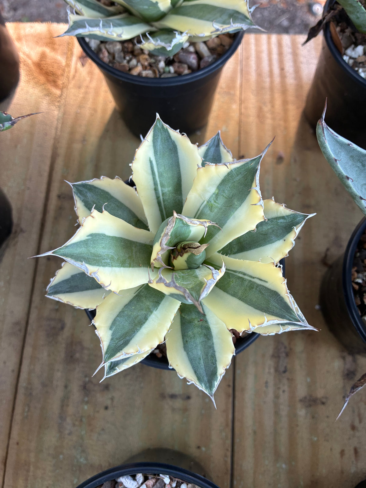 Agave Titanota 'Snaggle Tooth'