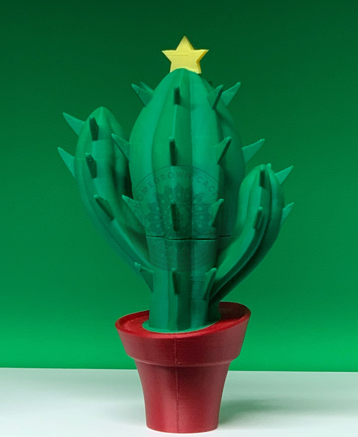 Christmas Cactus
