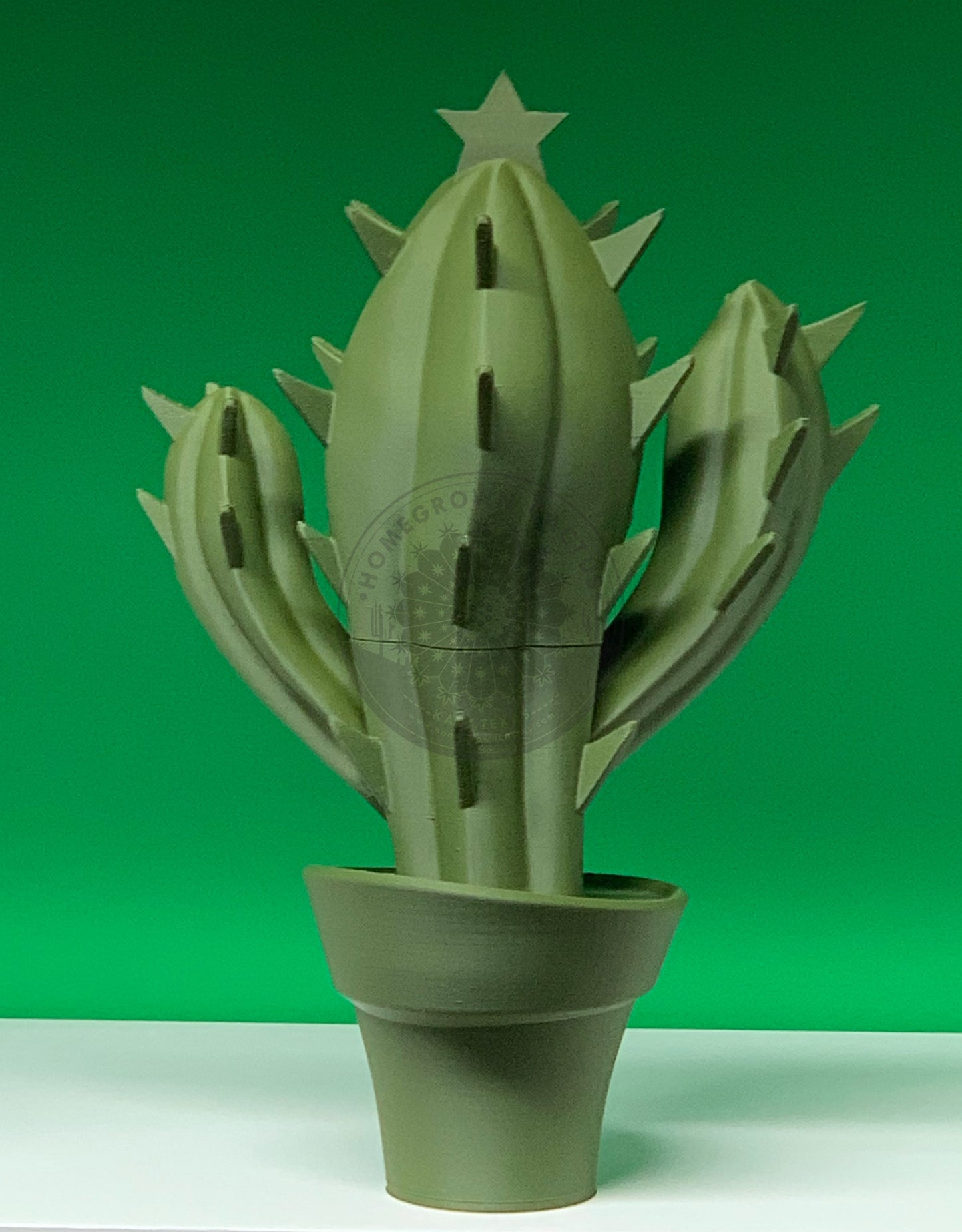 Christmas Cactus