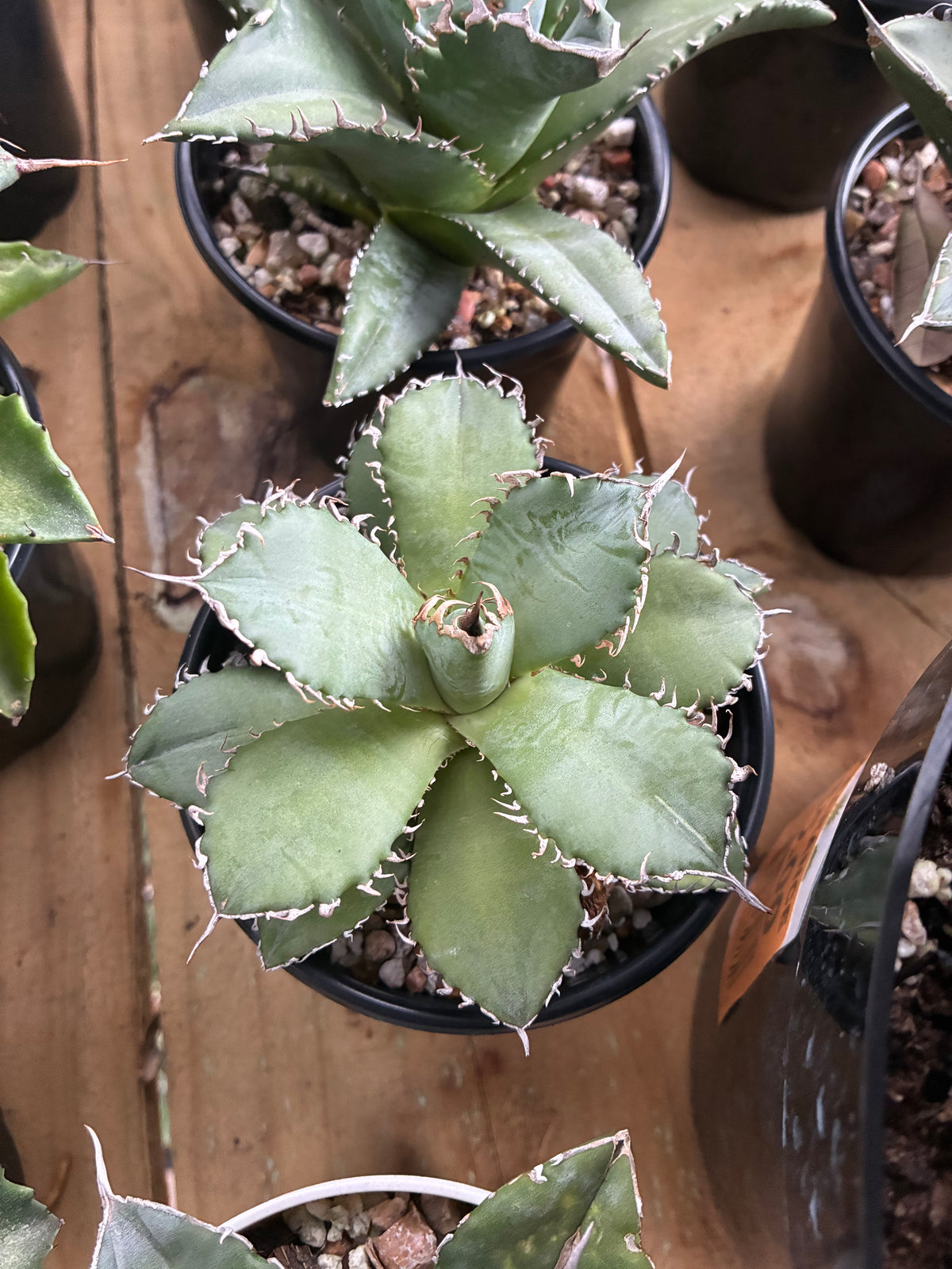Agave Titanota