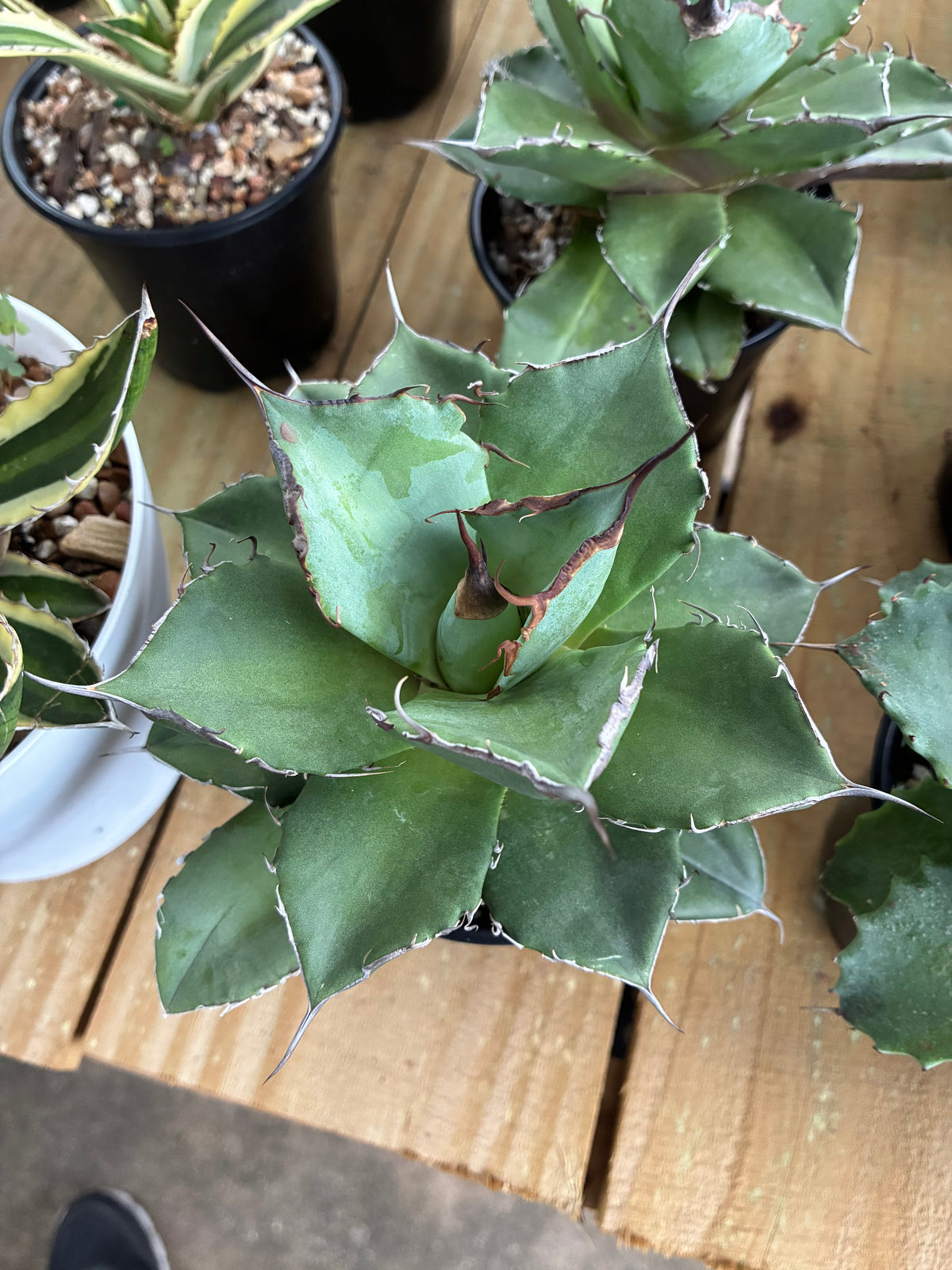 Agave Titanota 'Filigree'
