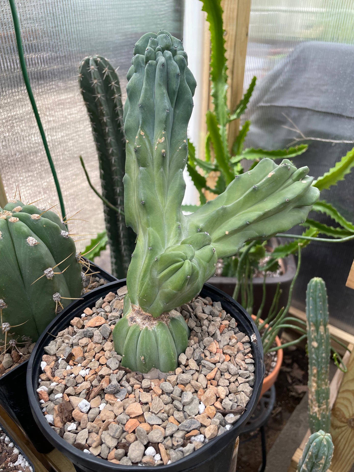 Myrtillocactus Geometrizans - Blue Candle Cactus