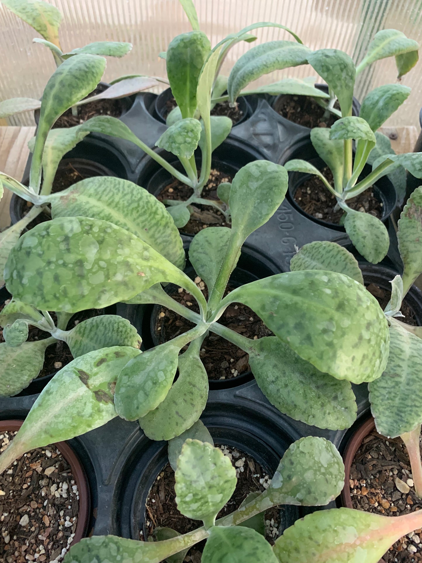 Kalanchoe Gastonis-Bonnieri - Donkey Ear Plant