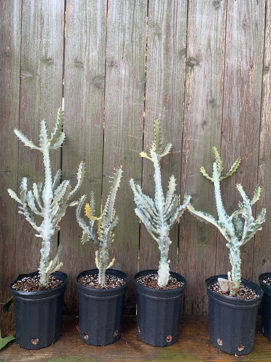 Euphorbia Lactea Variegata - White Ghost Cactus