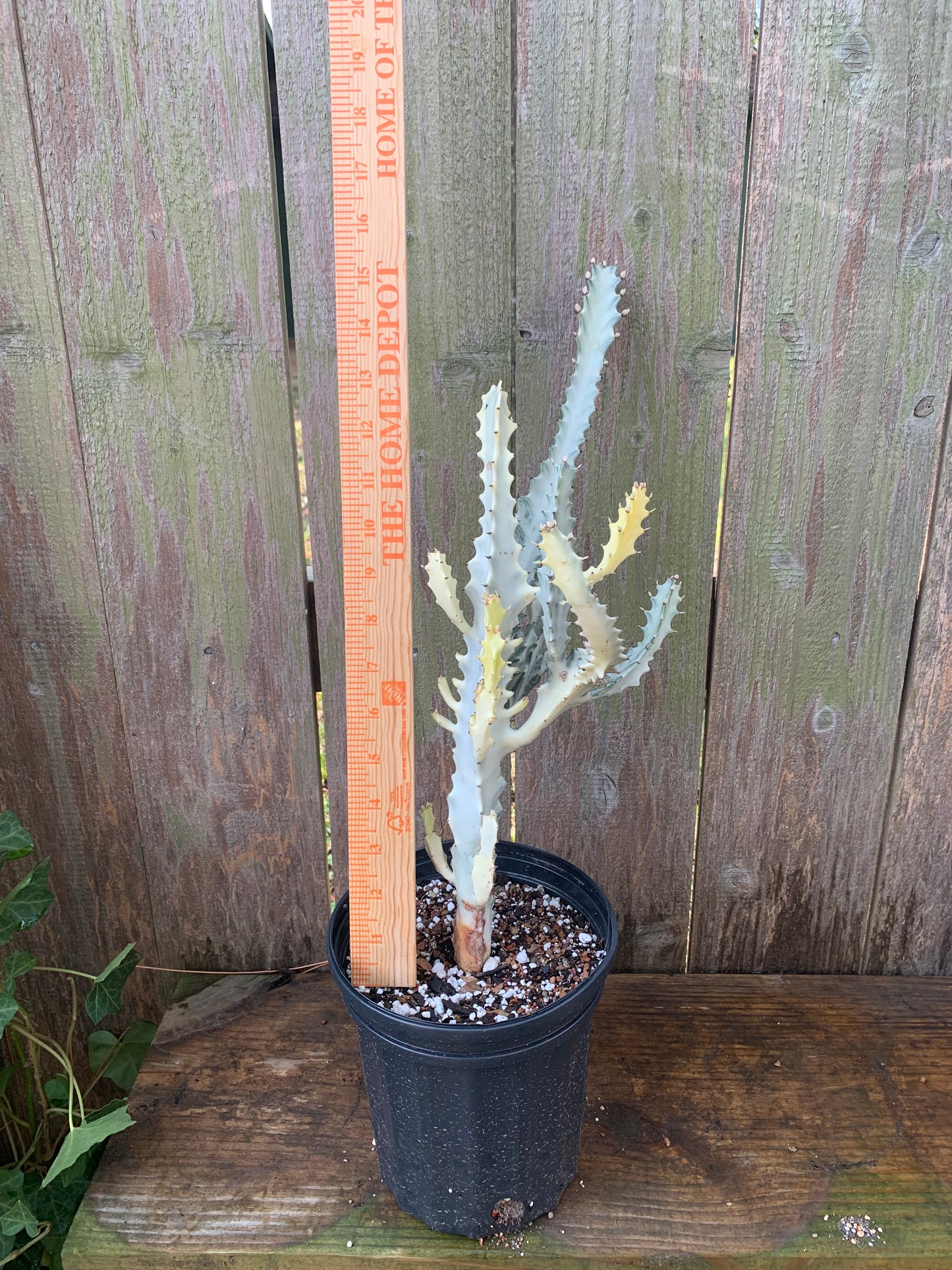 Euphorbia Lactea Variegata - White Ghost Cactus