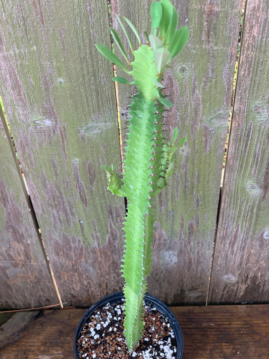 Euphorbia Trigona