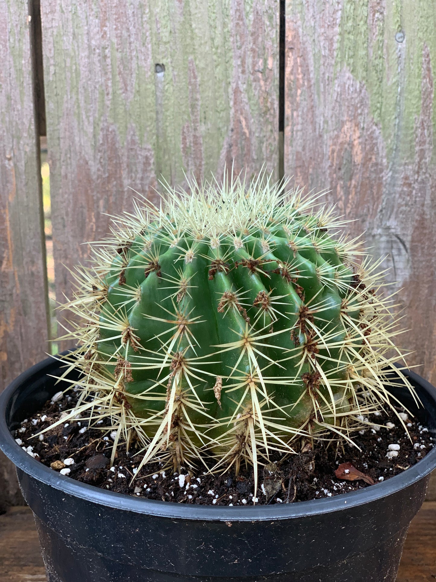 Echinocactus Grusonii - Golden Barrel Cactus