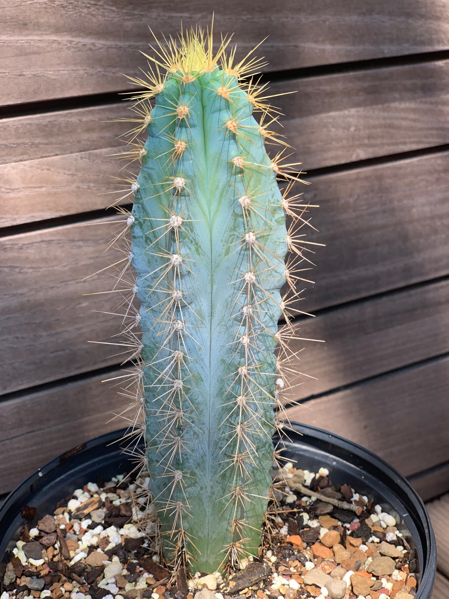 Pilosocereus Pachycladus - Blue Torch Cactus
