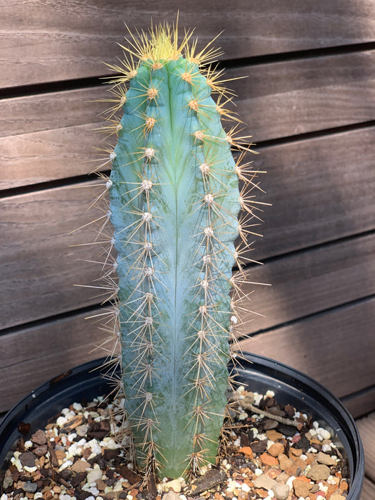 Pilosocereus Pachycladus - Blue Torch Cactus