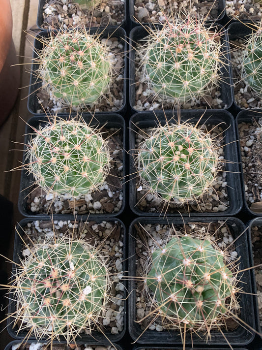 Ferocactus Hamatacanthus