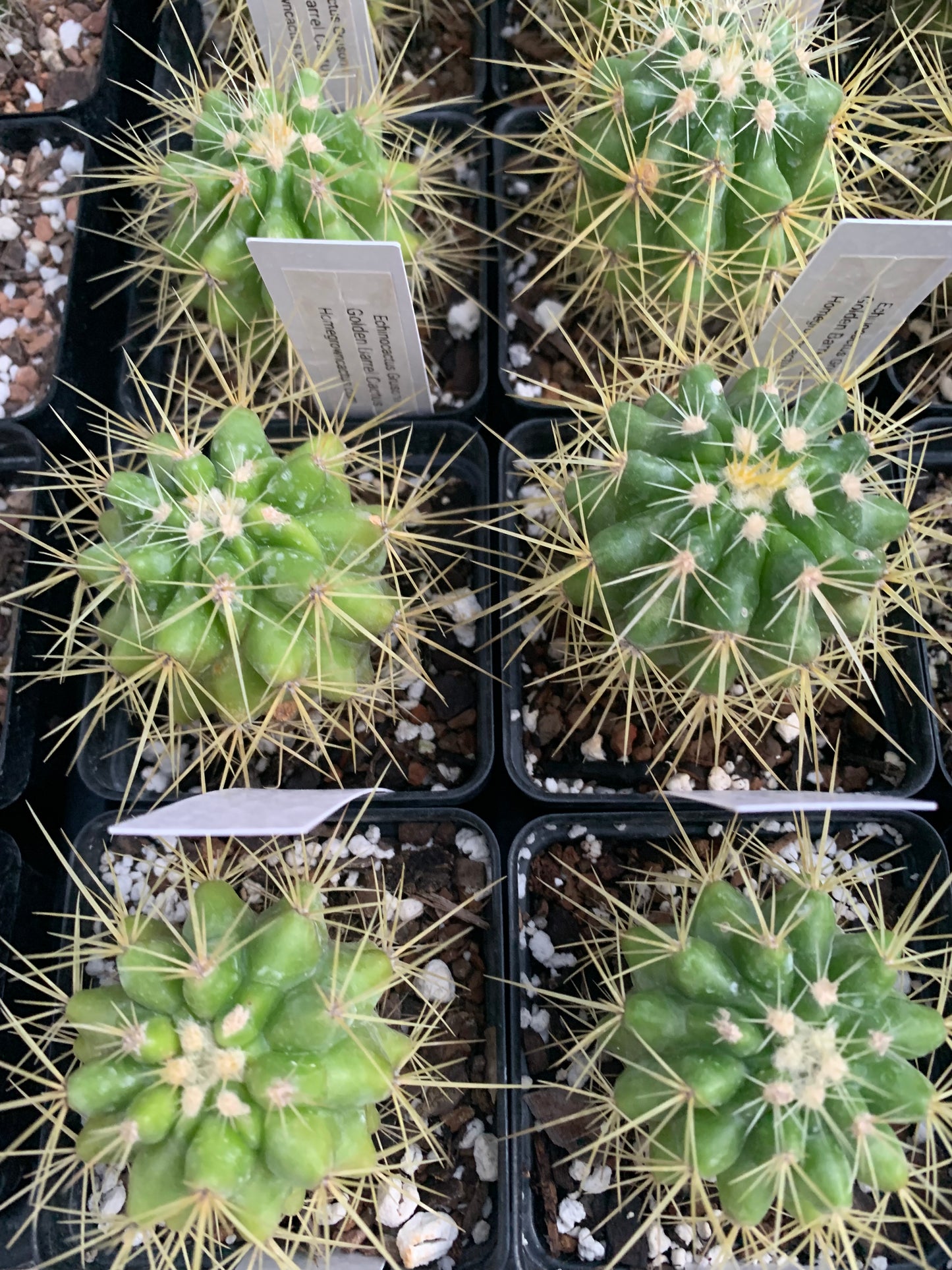 Echinocactus Grusonii - Golden Barrel Cactus