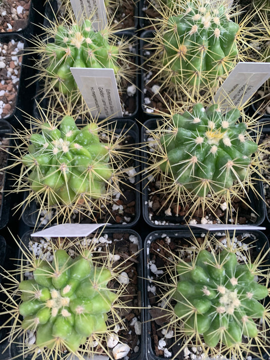 Echinocactus Grusonii - Golden Barrel Cactus