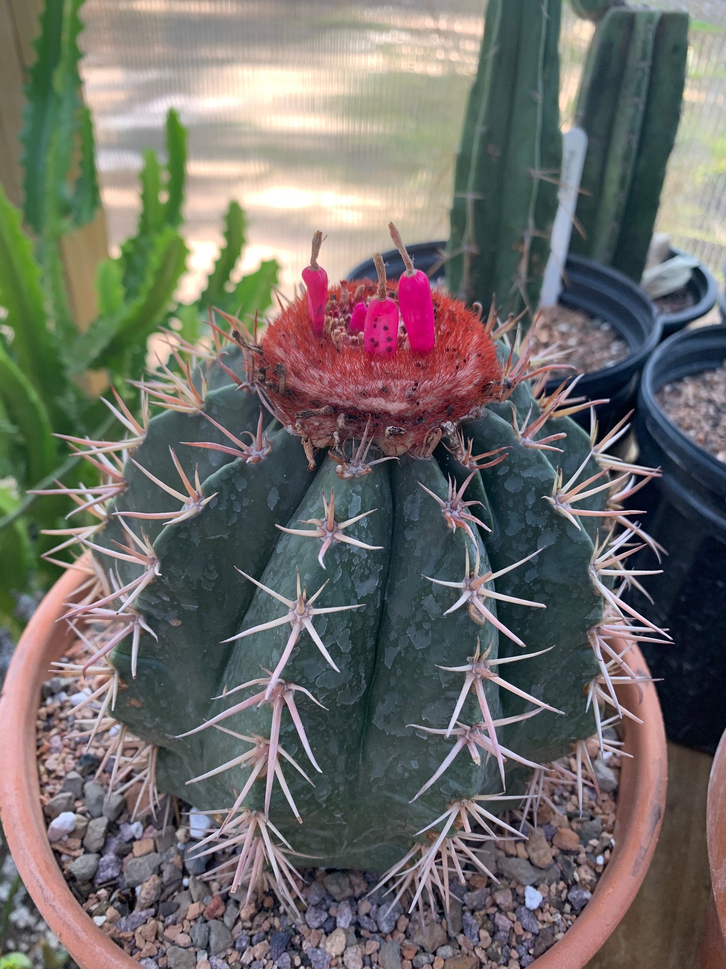 Seeds - Melocactus Matanzanus