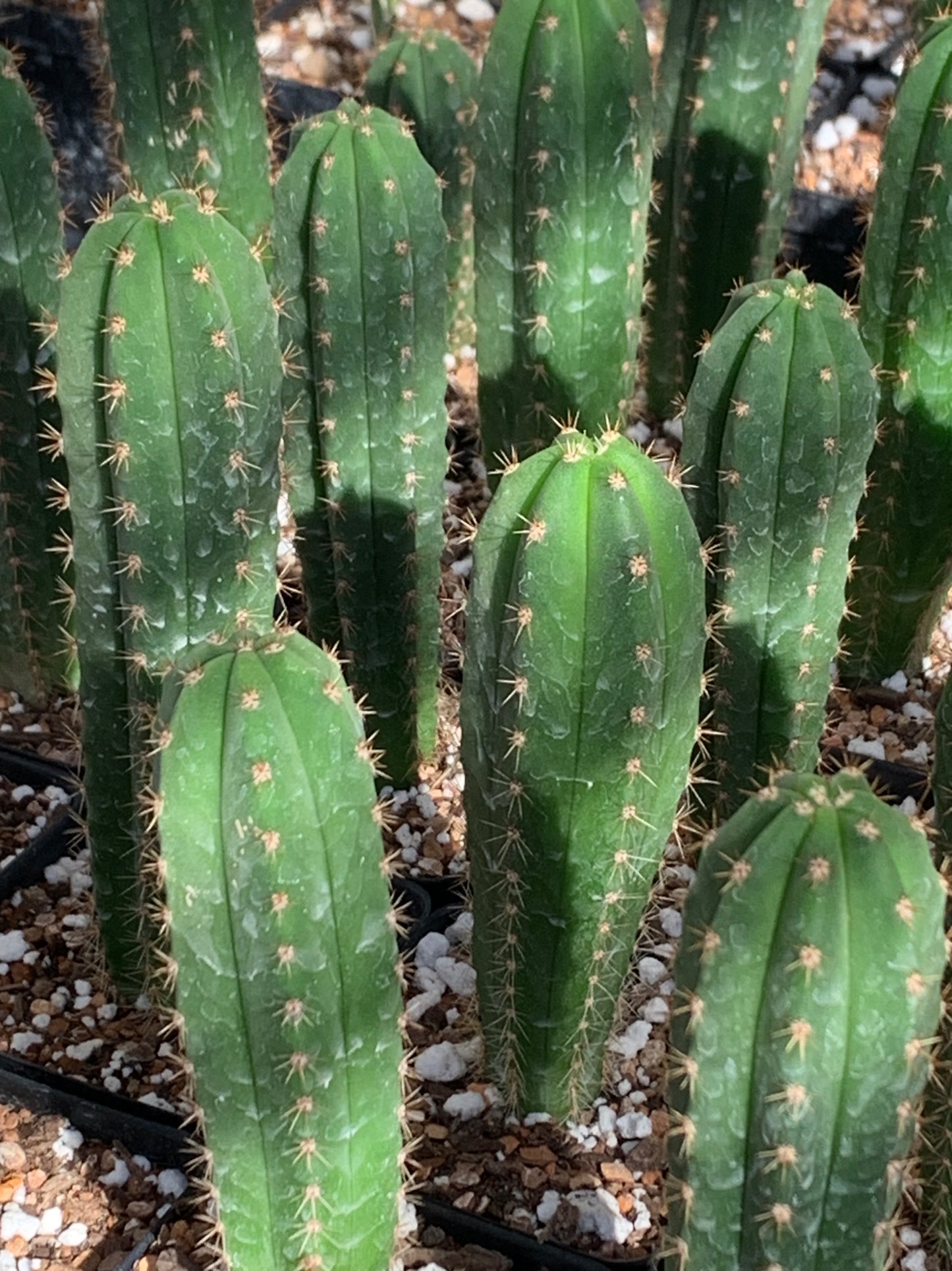 Trichocereus Hybrid 'Scop x Martin'