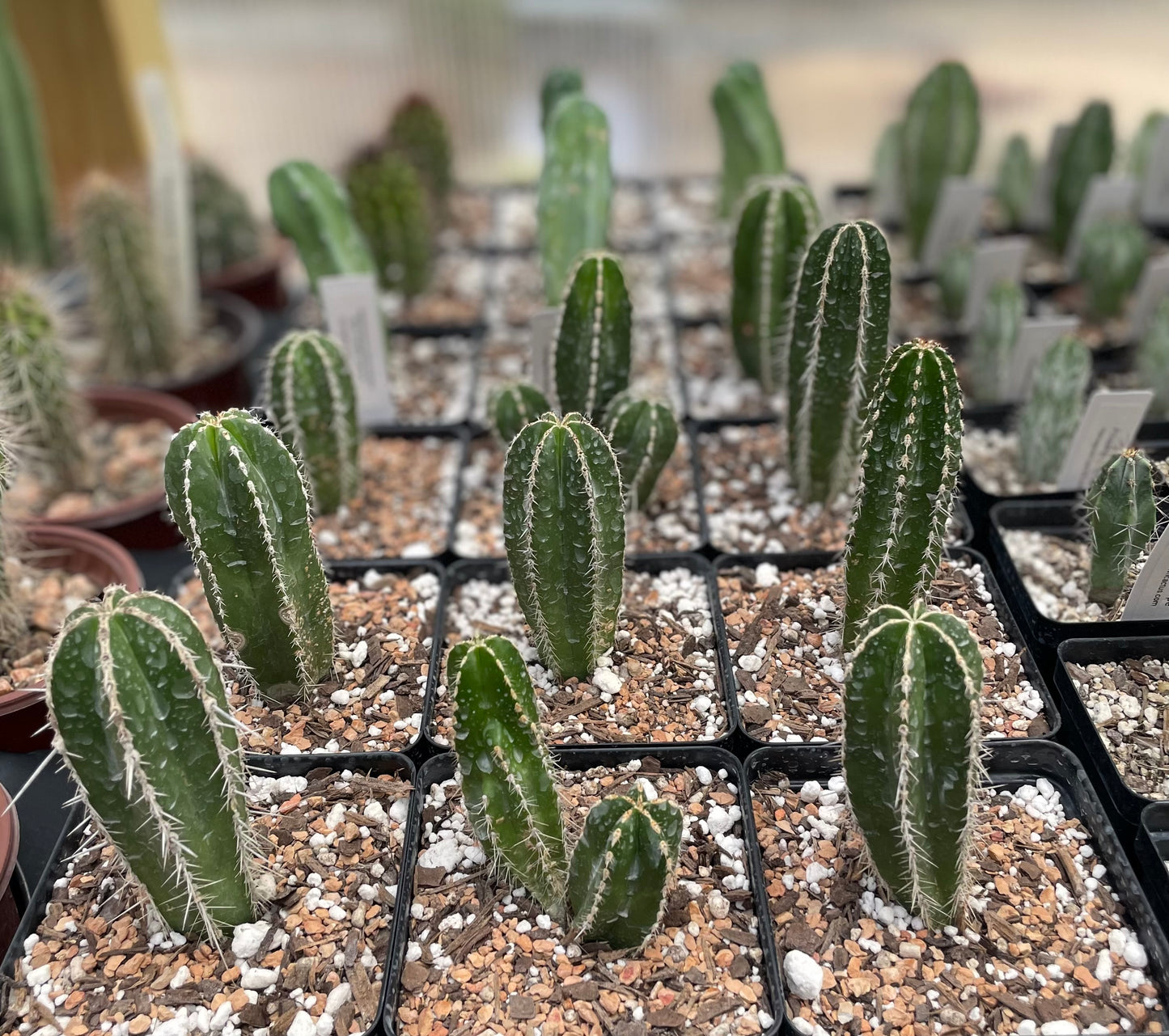 Pachycereus Marginatus - Mexican Fencepost Cactus
