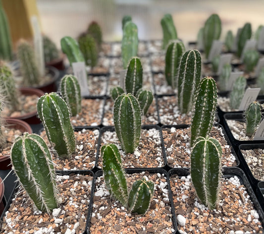 Pachycereus Marginatus - Mexican Fencepost Cactus