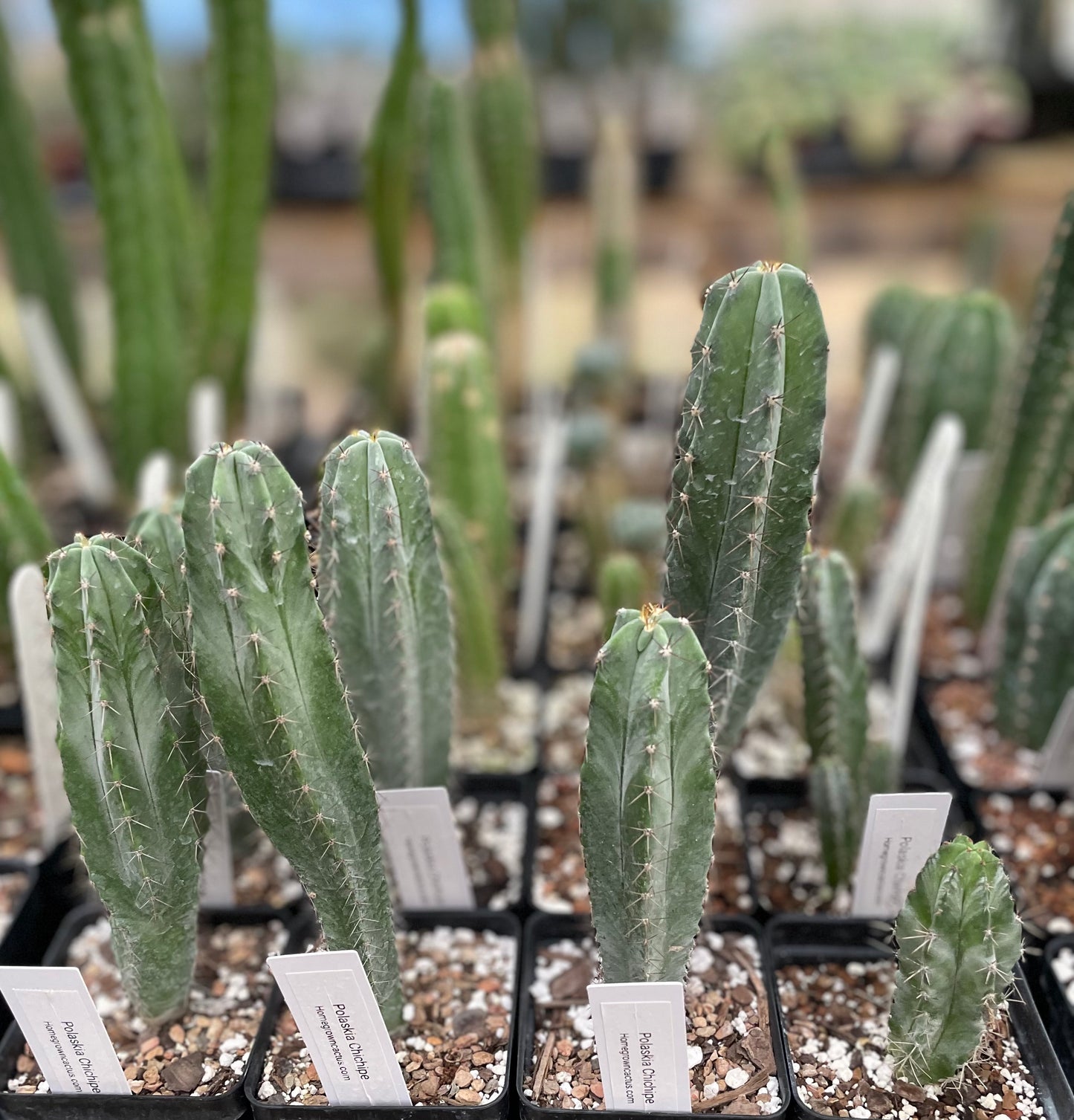 Polaskia Chichipe