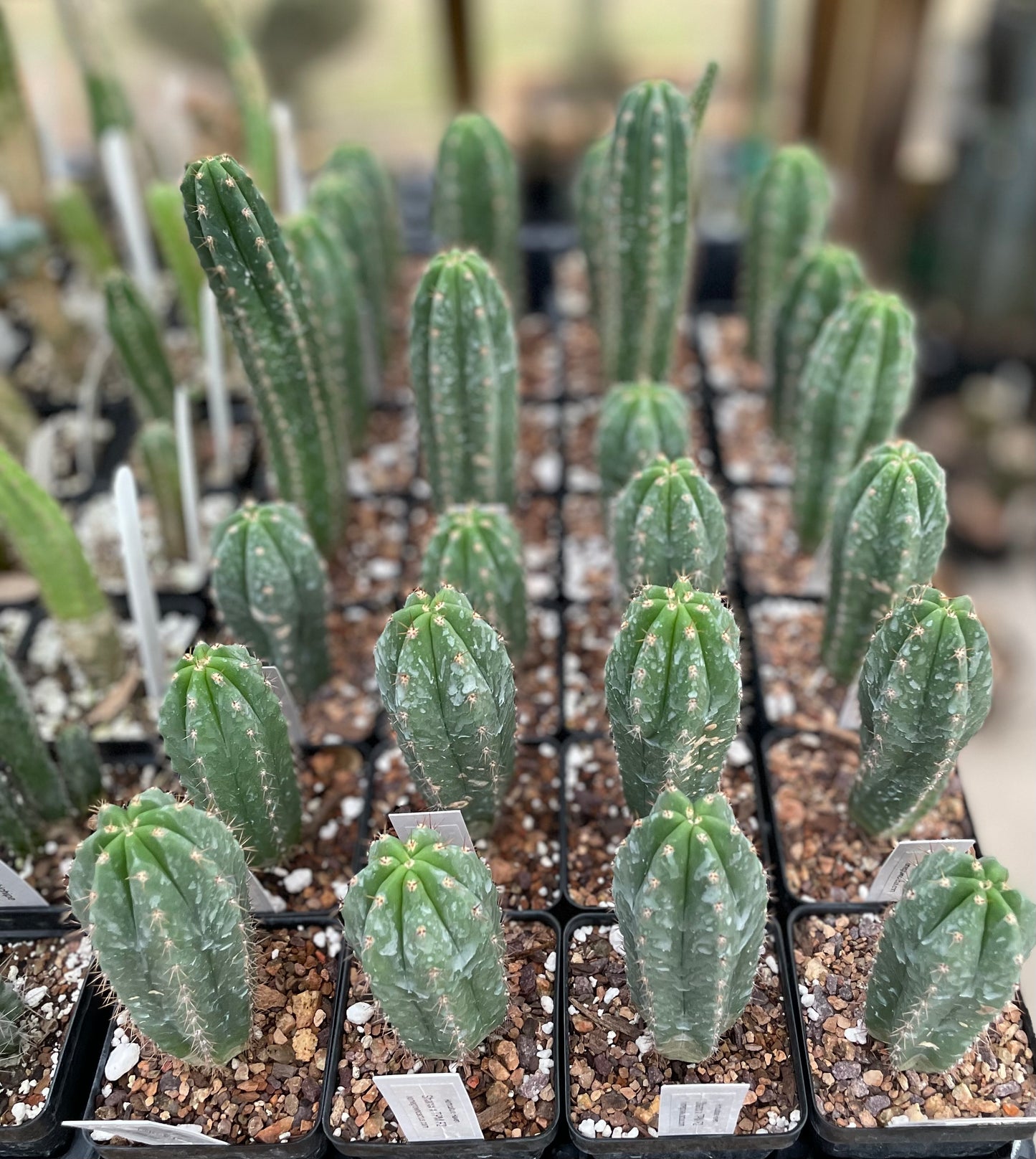 Trichocereus Shark x TPM F2