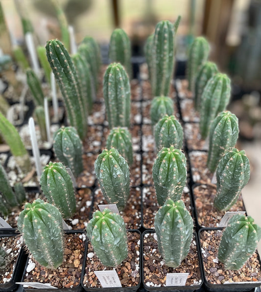 Trichocereus Shark x TPM F2