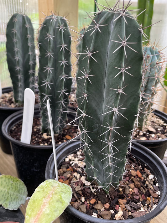 Stenocereus Griseus