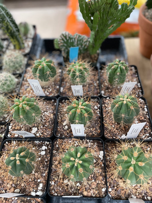 Trichocereus Terscheckii