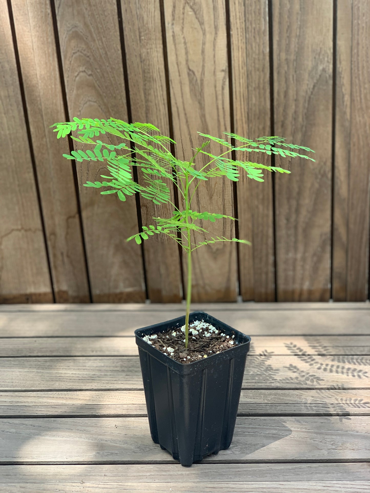 Royal Poinciana Tree - Delonix Regia