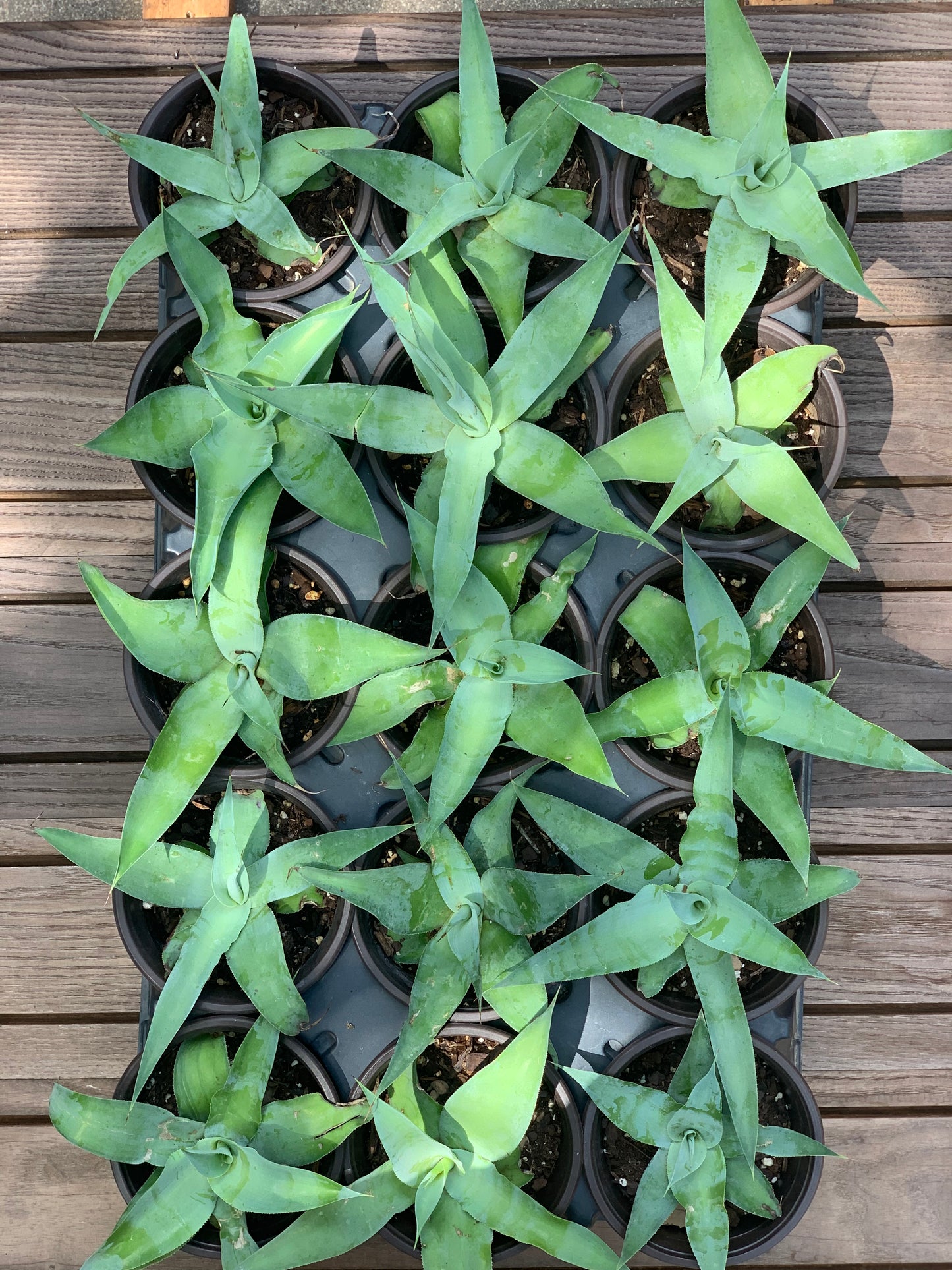 Agave Vilmoriniana - Octopus Agave