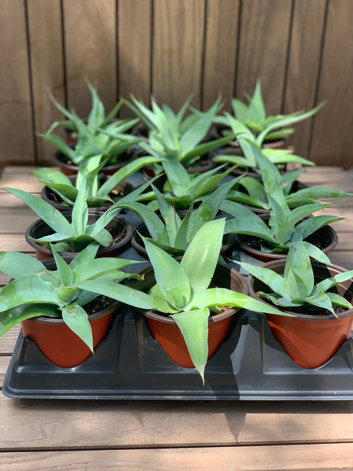 Agave Vilmoriniana - Octopus Agave