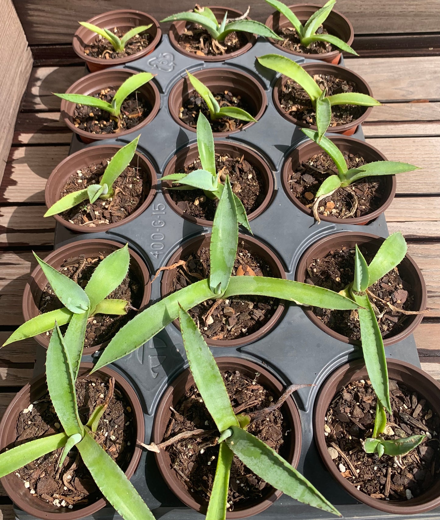 Agave Americana - The Century Plant