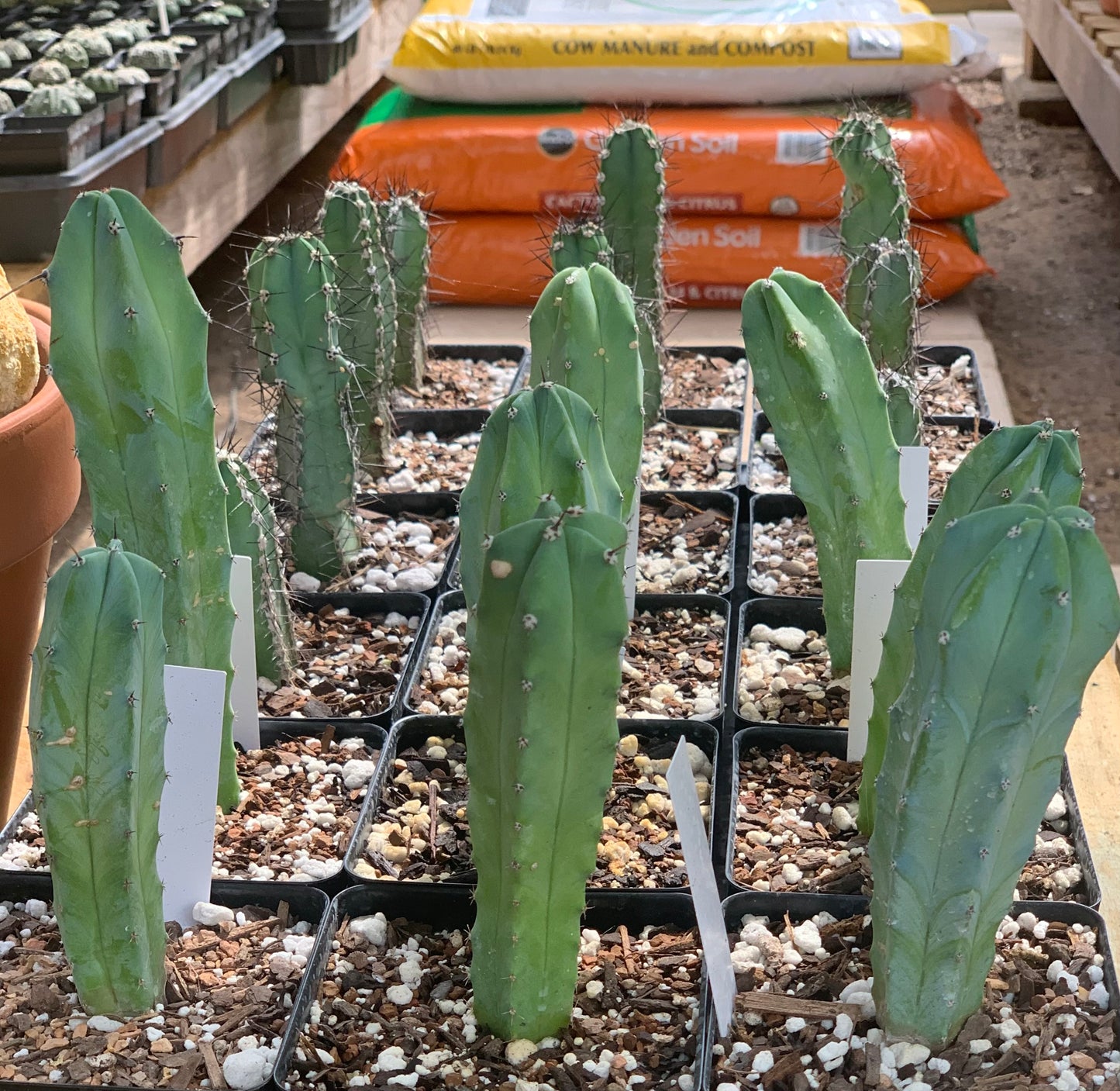 Myrtillocactus Geometrizans - Blue Candle Cactus