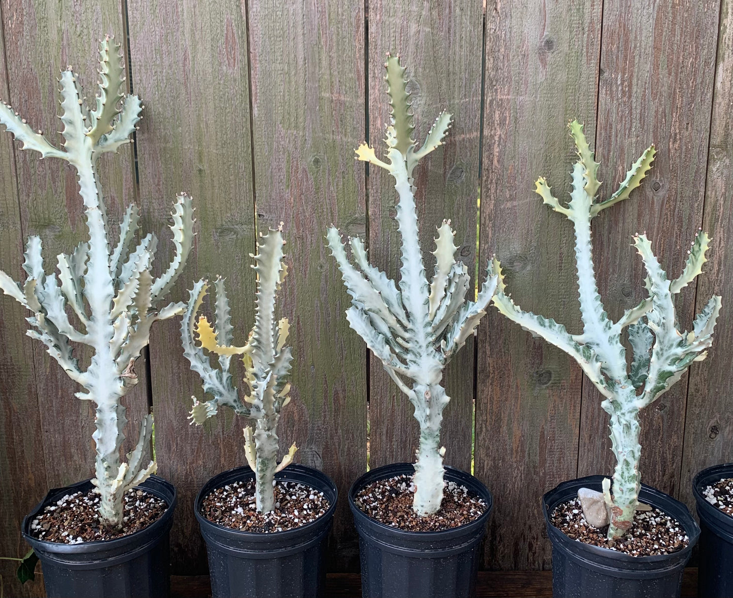 Euphorbia Lactea Variegata - White Ghost Cactus