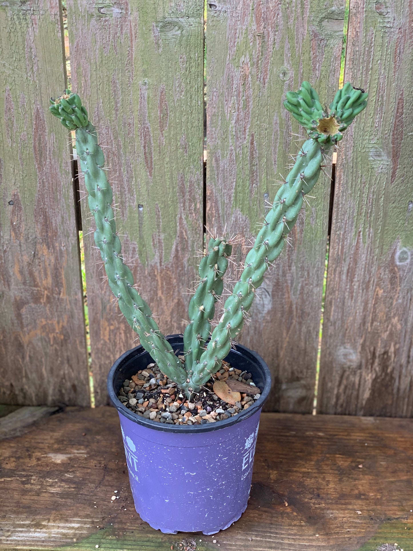 Cylindropuntia - Tree Cholla