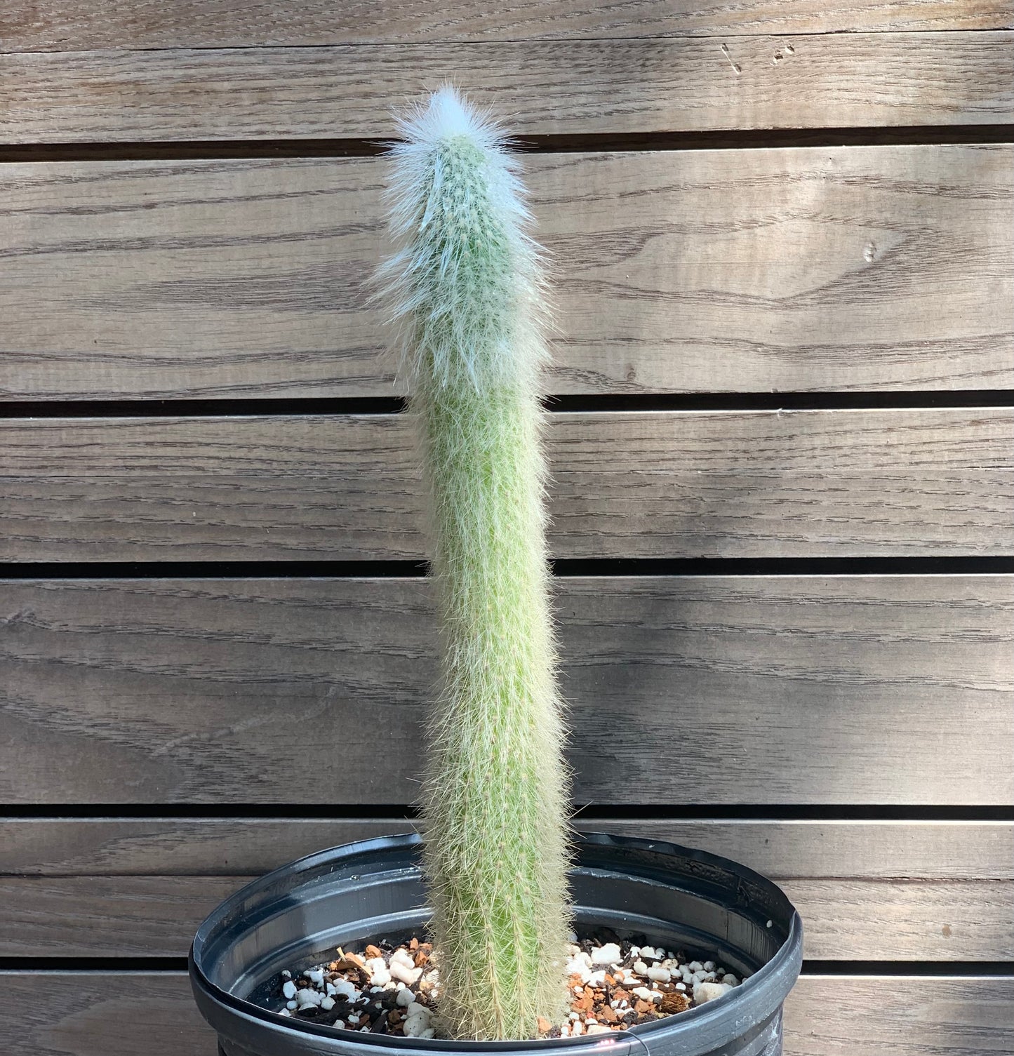 Cleistocactus Strausii - Silver Torch Cactus