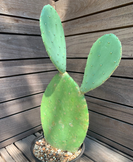Opuntia Ellisiana - Spineless Prickly Pear