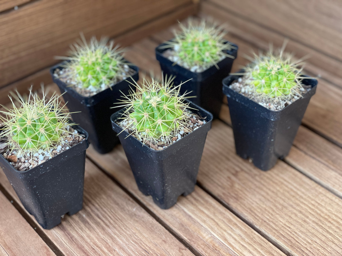 Echinocactus Grusonii - Golden Barrel Cactus