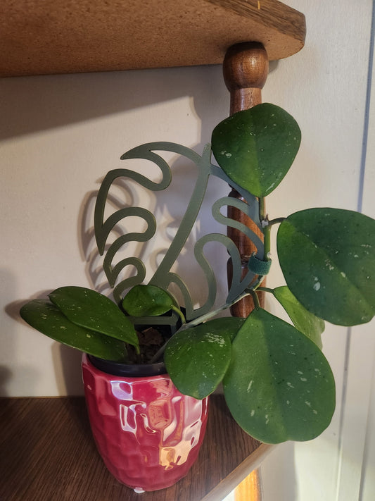 Monstera Leaf Trellis