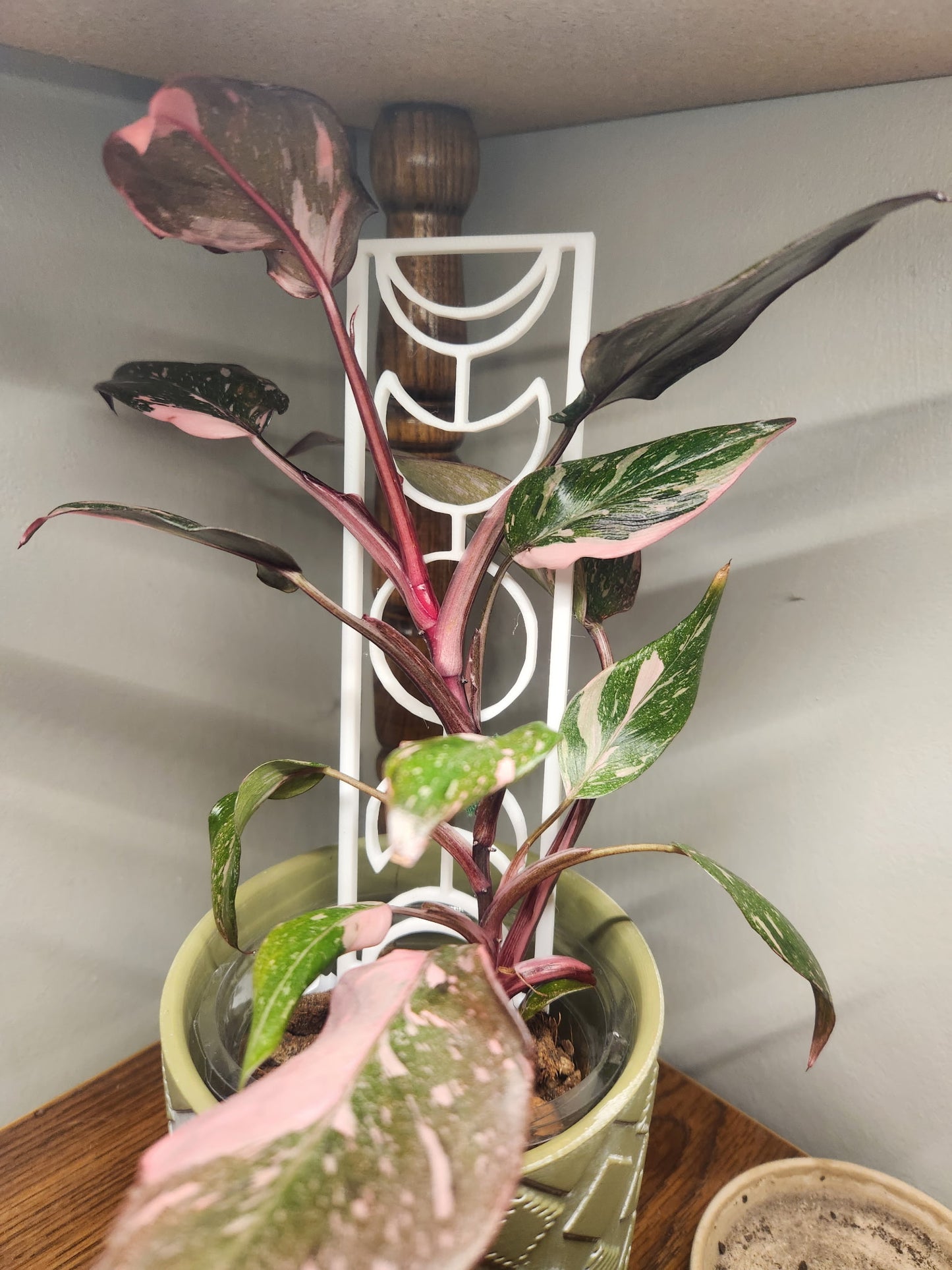Moon Phase Plant Trellis