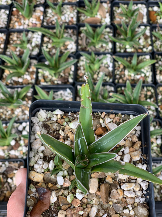 Agave Victoriae-Reginae Variegated