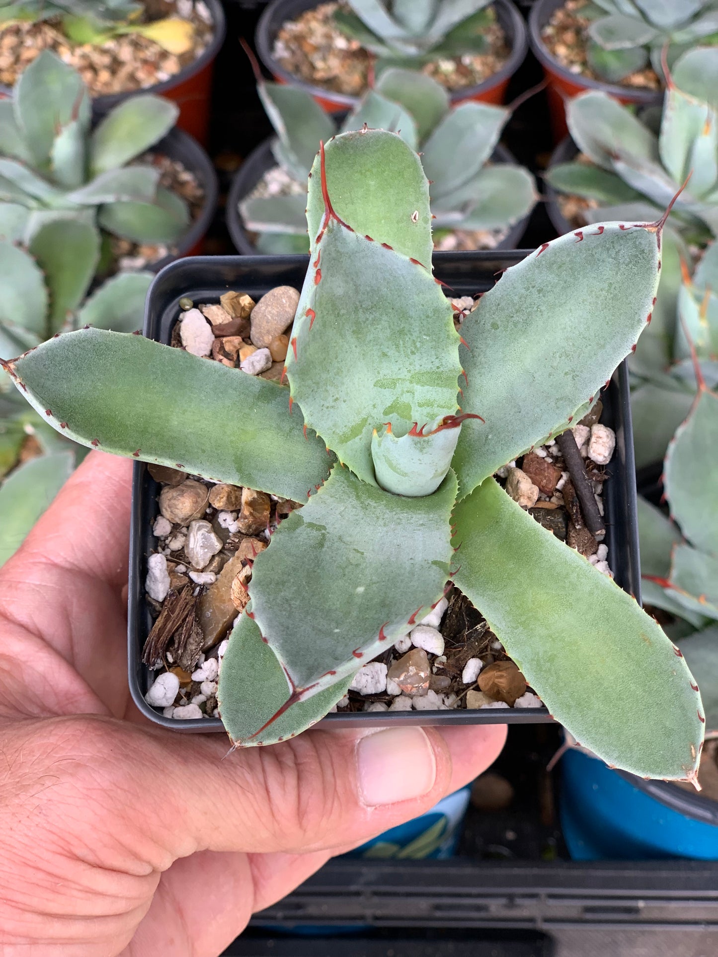 Agave Parryi Truncata - Artichoke Agave