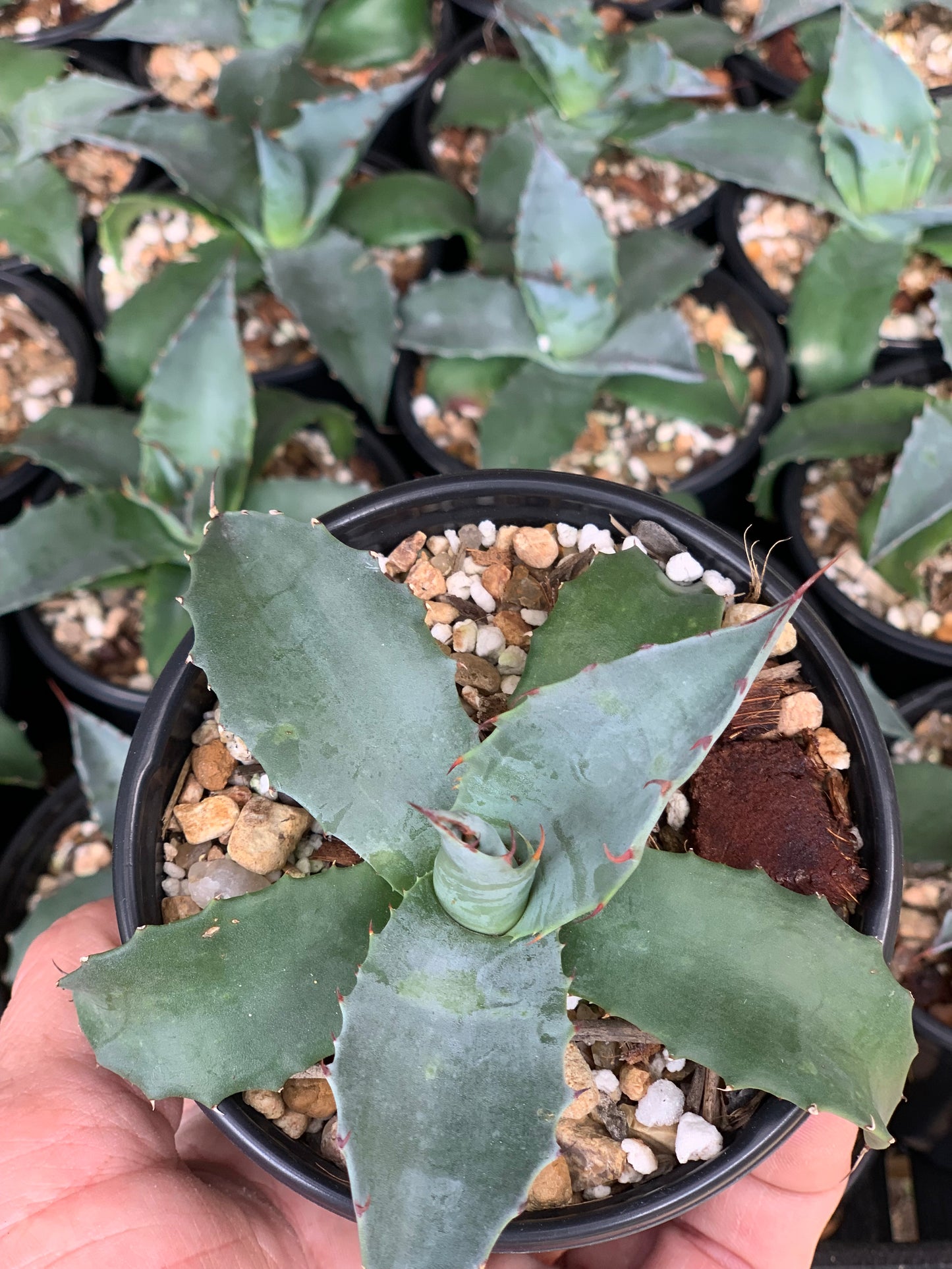 Agave Parrasana Triumphant
