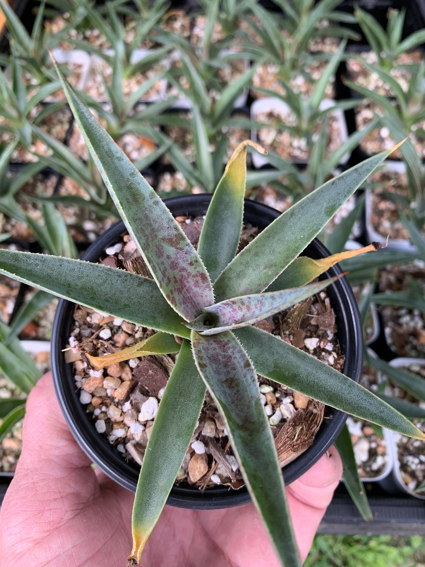 Mangave 'Bloodspot'