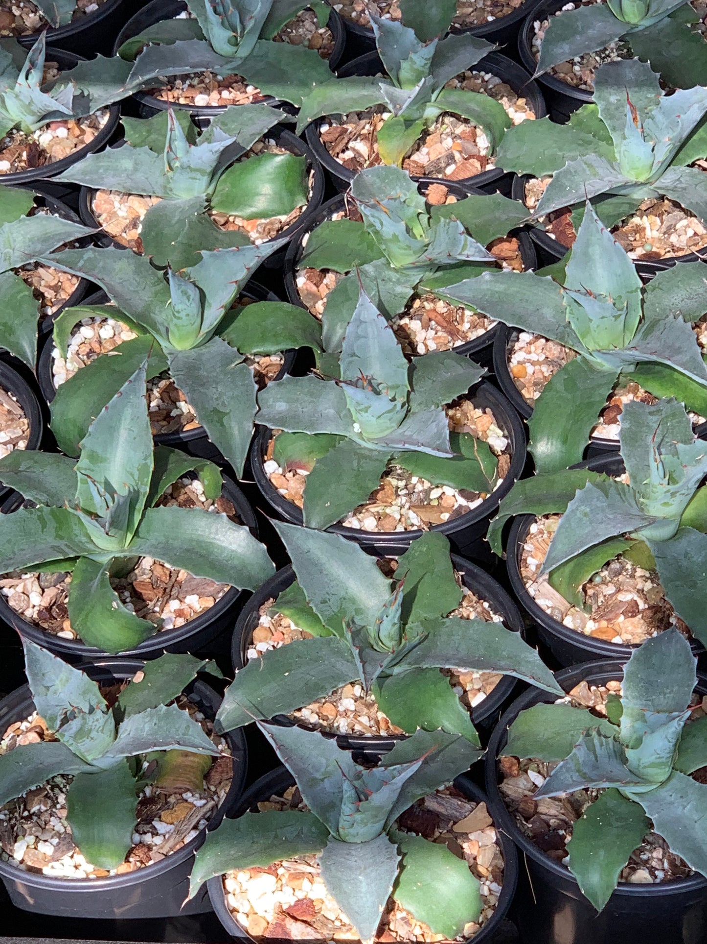 Agave Parrasana Triumphant