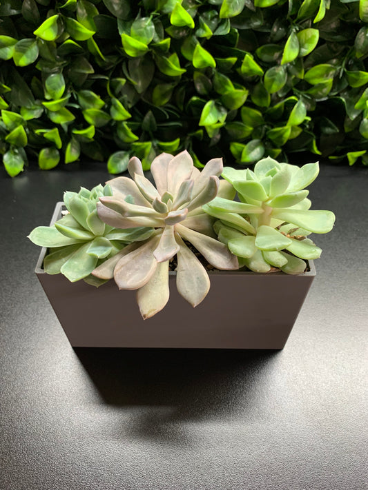 VW Bus Planter Insert Succulent Arrangement