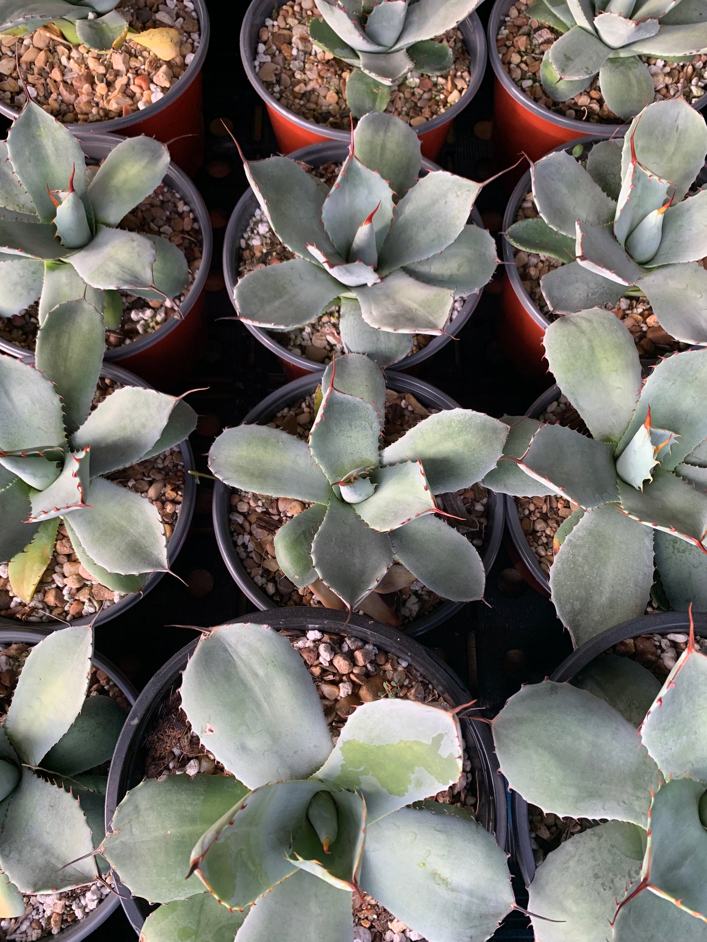 Agave Parryi Truncata - Artichoke Agave