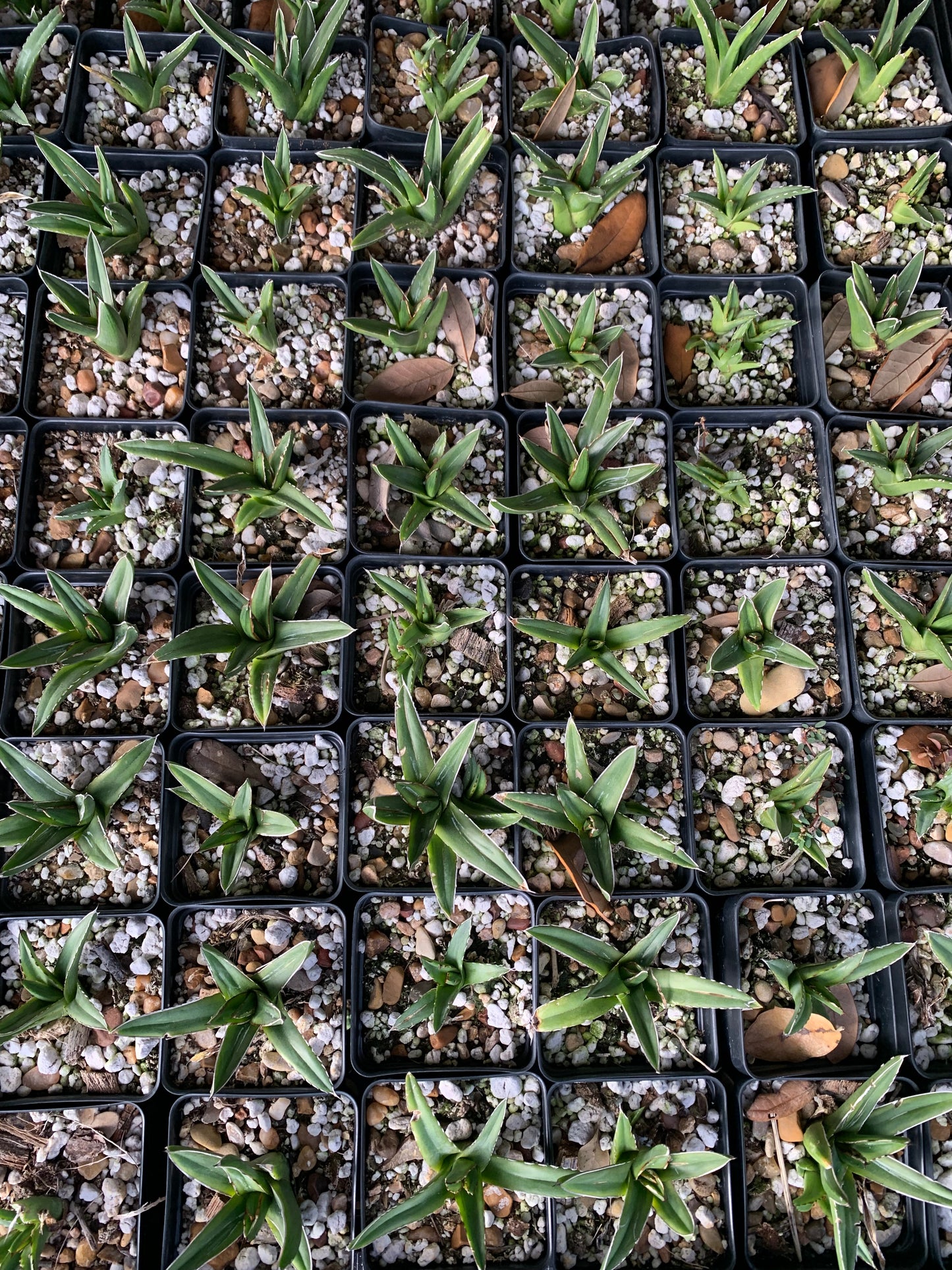 Agave Victoriae-Reginae Variegated