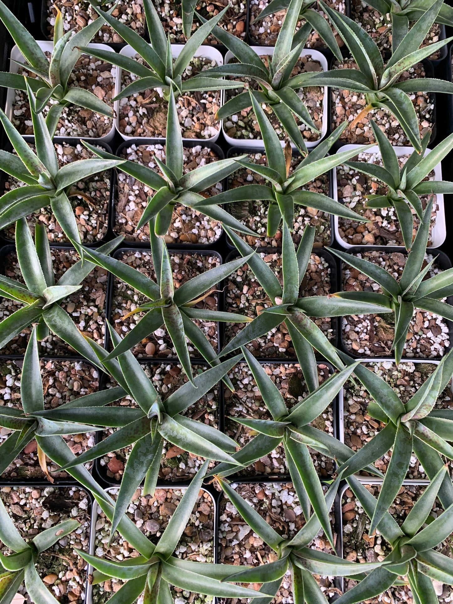 Mangave 'Bloodspot'