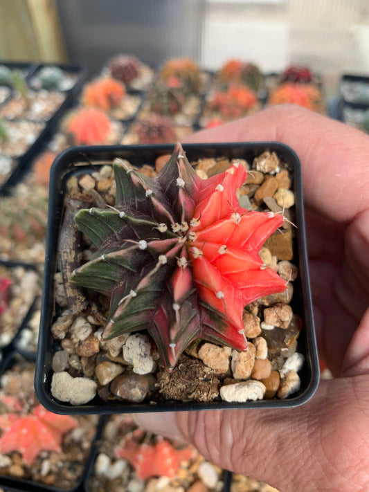Gymnocalycium Friedrichii