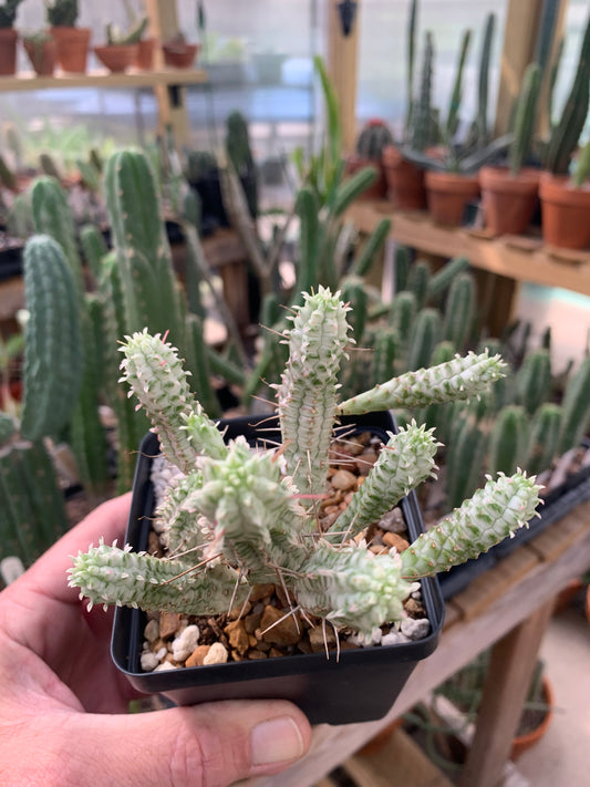Euphorbia Mammillaris f. Variegata