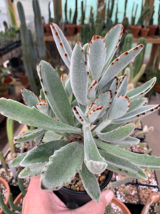 Kalanchoe Tomentosa - Panda Plant