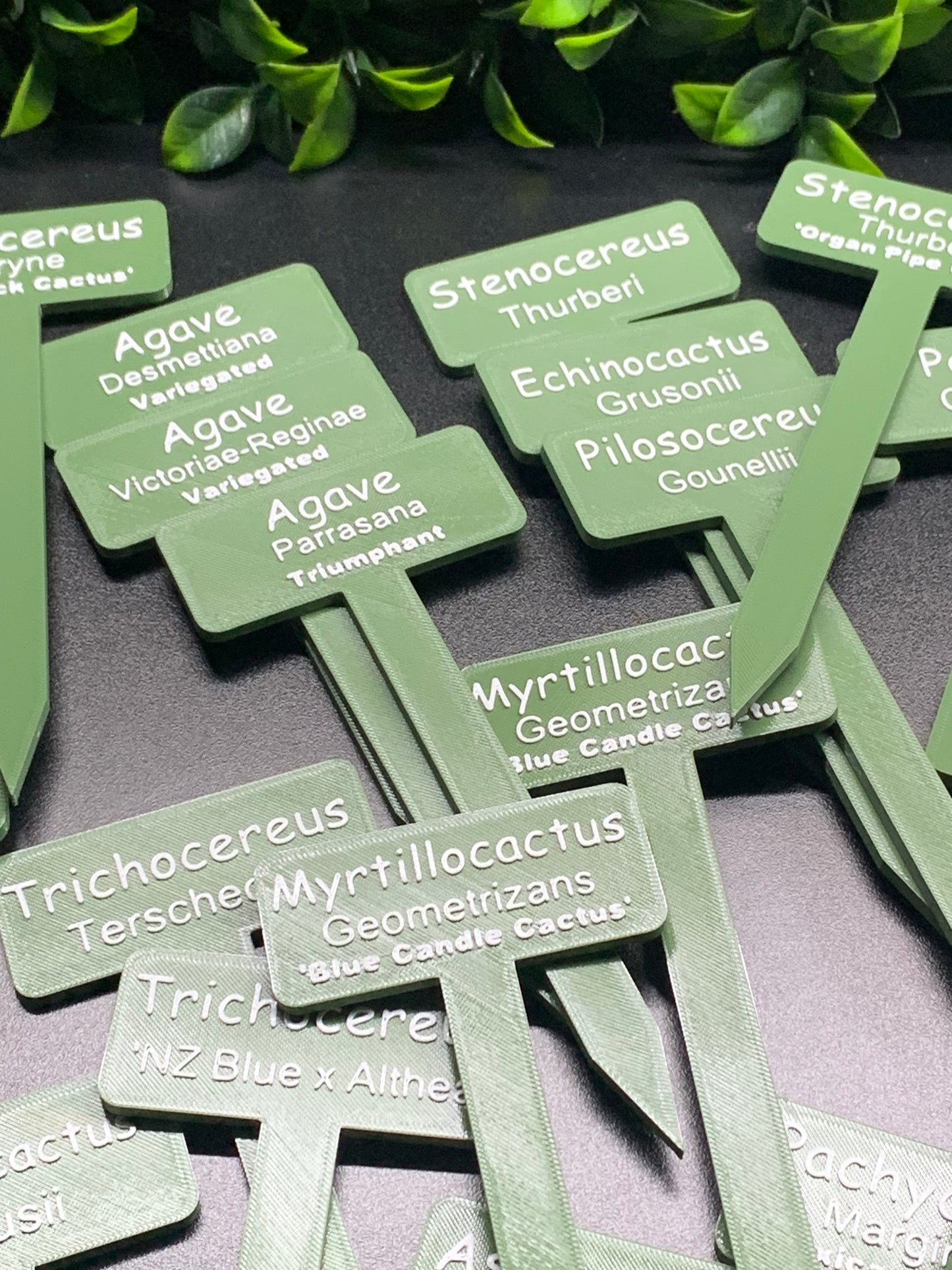 Cactus and Succulent Plant Labels